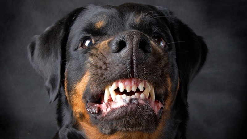 Huấn luyện chó Rottweiler kêu, sủa