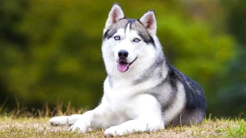 Dạy Husky các lệnh cơ bản