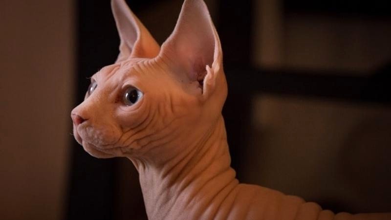 Mèo Sphynx dễ mắc một số bệnh.