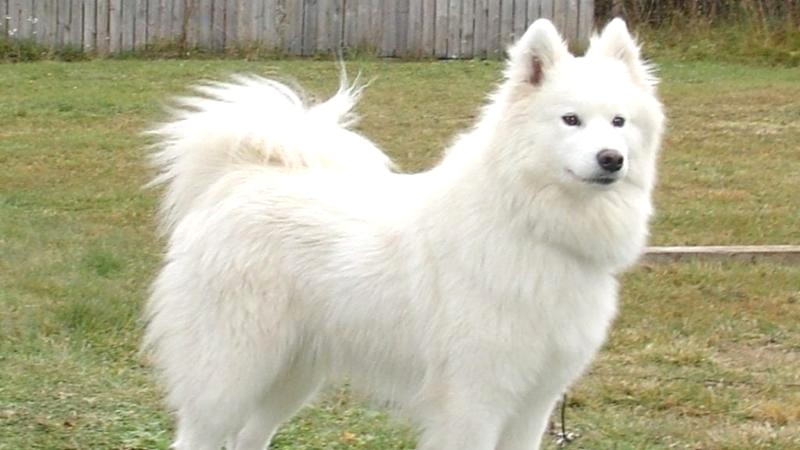 Sức khỏe Samoyed: Những vấn đề thường gặp