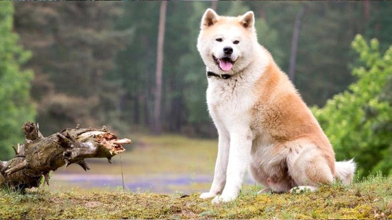 Chó Akita Inu