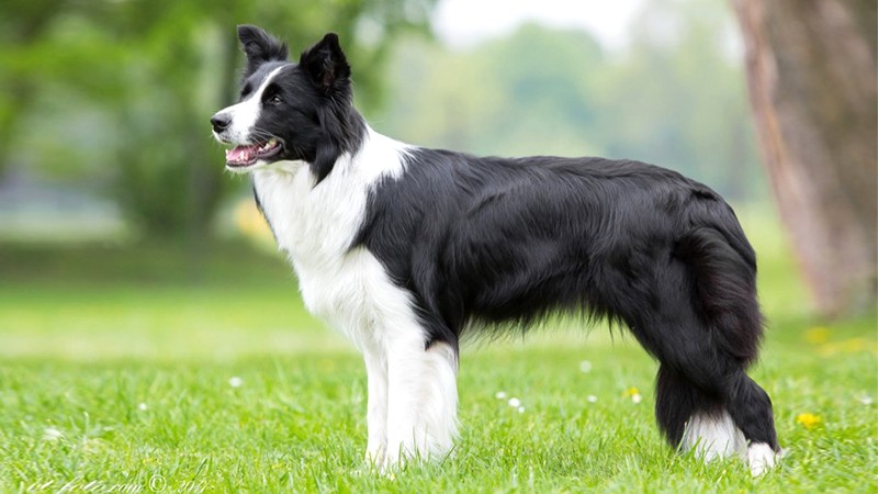 Collie biên giới (Border Collie)