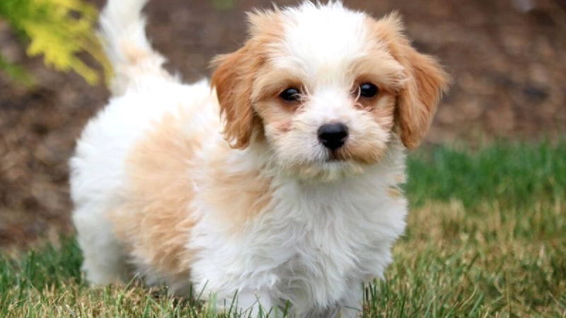 Chó Havanese