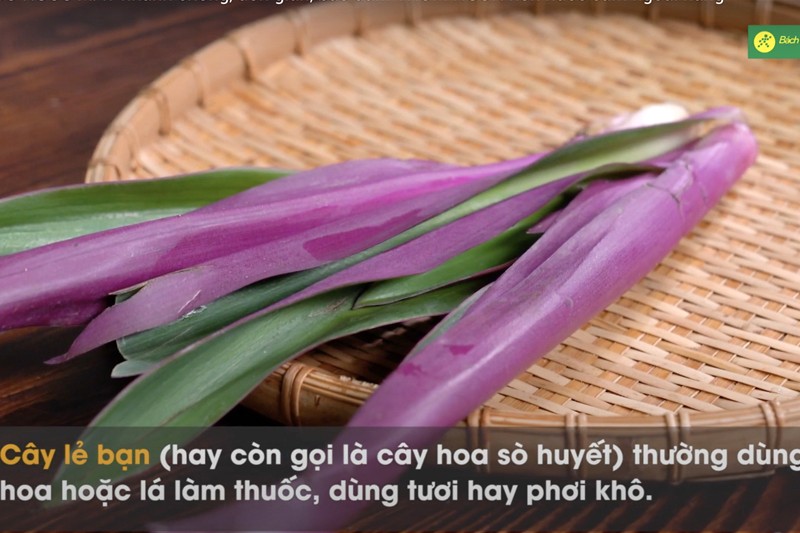 Cây lẻ bạn