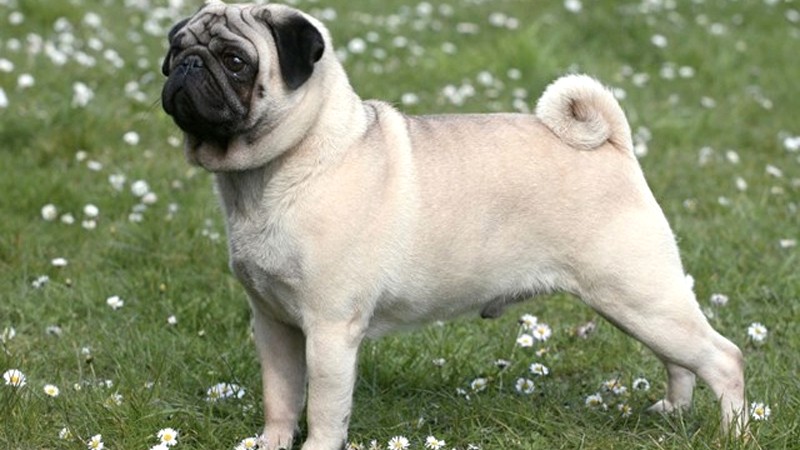 Đối với chó Pug trưởng thành