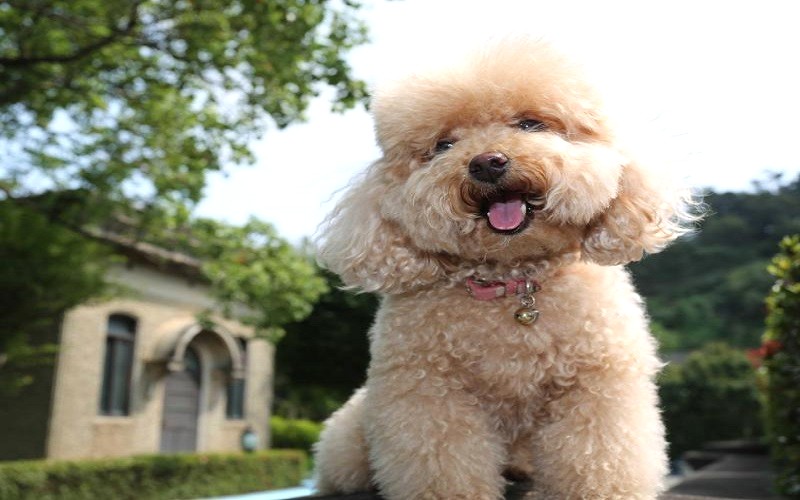 Toy Poodle