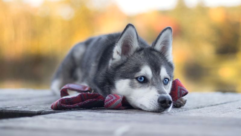 Dạy chó Husky các kỹ năng xã hội