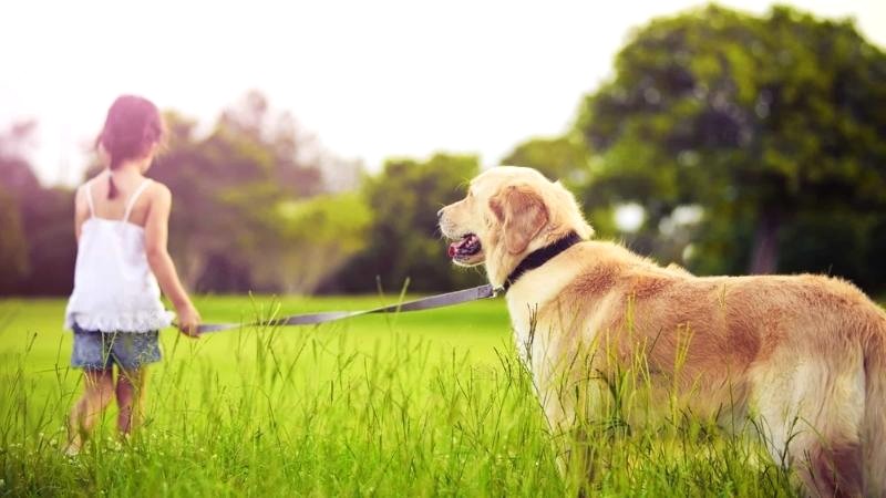 Golden Retriever dễ bị bệnh xương khớp.