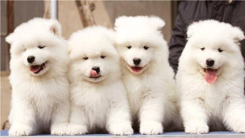 Chó Samoyed lai