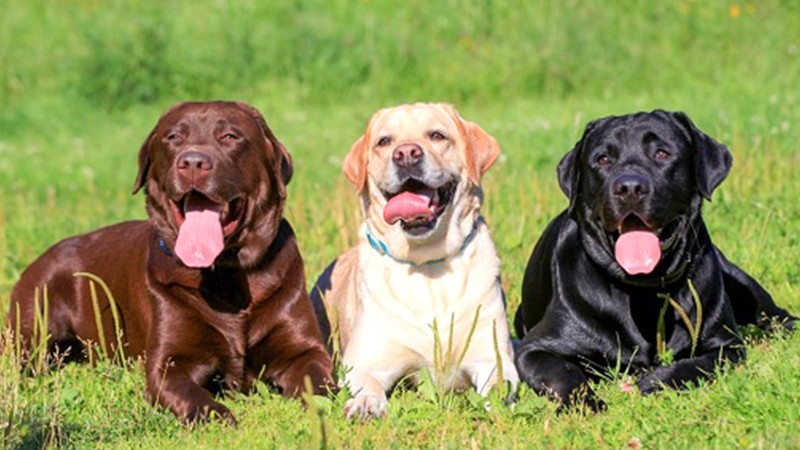 Chó tha mồi Labrador Retriever