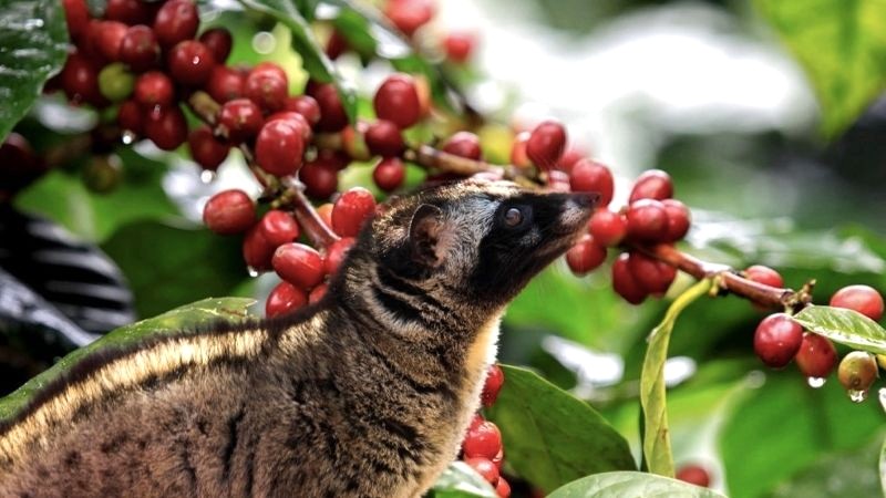 Cà phê chồn có vị socola khác lạ