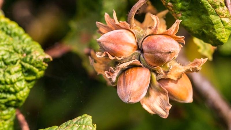 Hạt phỉ: Quả cây thuộc chi Corylus.