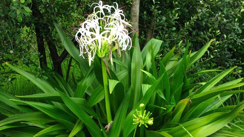 Cây Đại Tướng Quân (Crinum asiaticum L.)