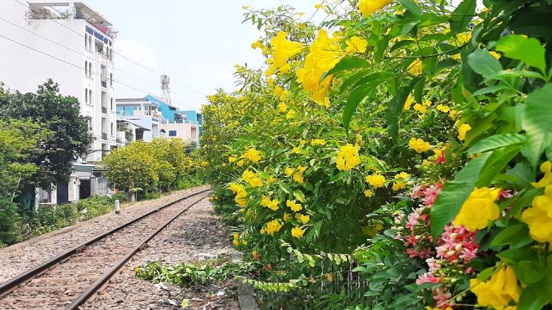 Hàng rào huỳnh anh rực vàng