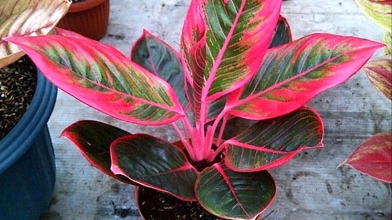 Cây phú quý (Aglaonema Red)