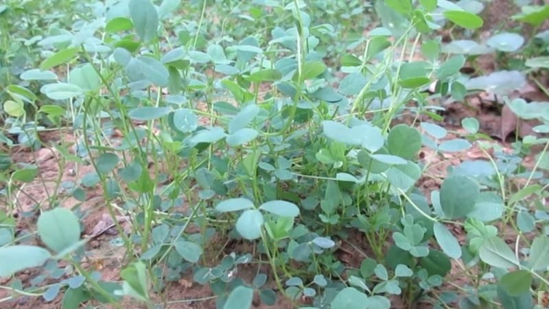 Cỏ linh lăng (alfalfa) là gì?