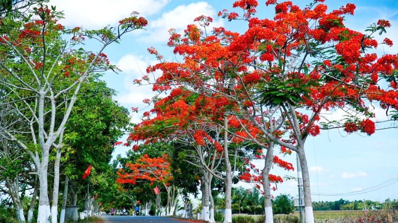 Phượng vĩ: Nguồn gốc Madagascar.