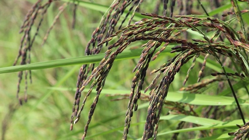 Gạo tím than không chứa gluten