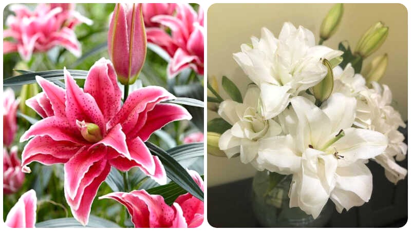 Hoa ly kép, hay Roselily, thuộc chi Loa Kèn (Lilium).