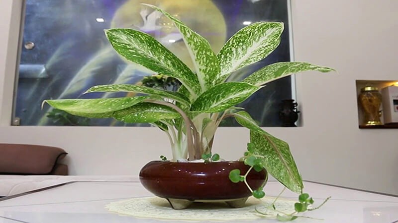 Cây bạch mã hoàng tử (Aglaonema Pseudobracteatum)