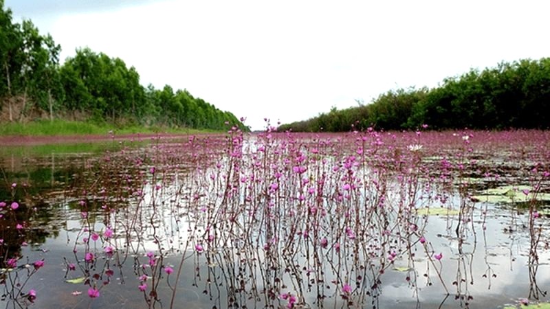 Hương sắc hoa rừng, vẻ đẹp hoang sơ Tràm Chim.