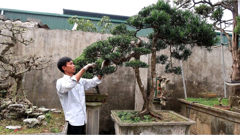 Cây Tùng La Hán tạo kiểu