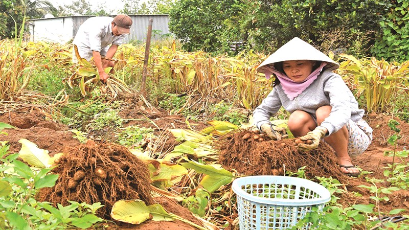 Cách trồng củ lùn?