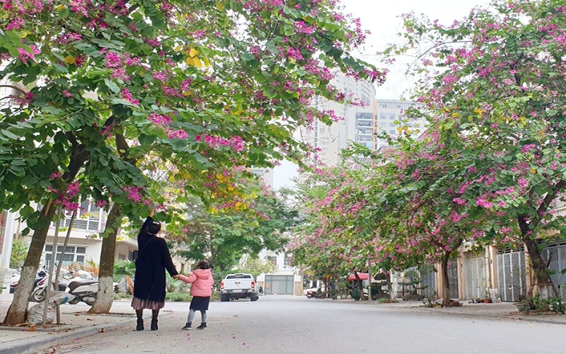 Hoa ban đỏ thắm sắc cuối hè.