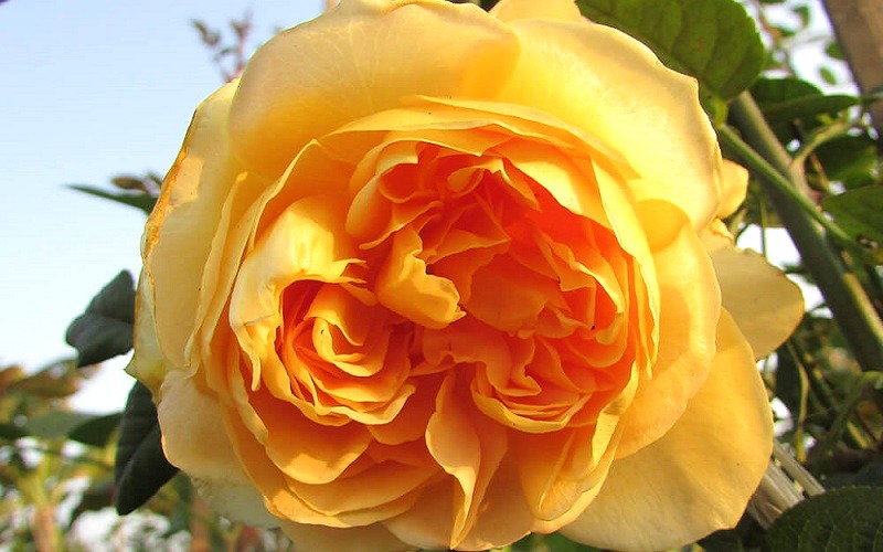 Hoa hồng Golden Celebration rose