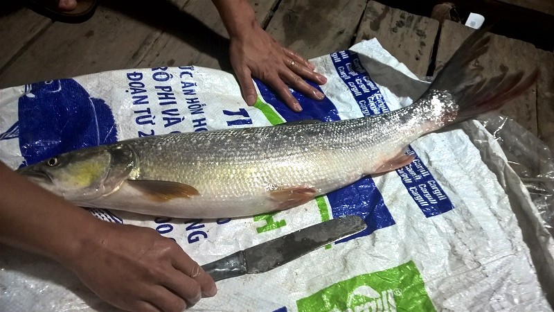 Cá măng tiếng Anh là Milkfish.