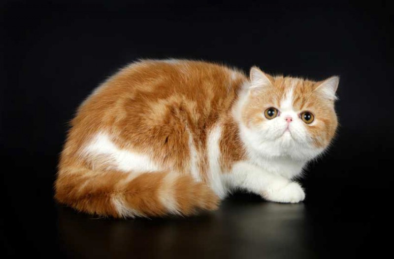 Mèo Exotic Shorthair