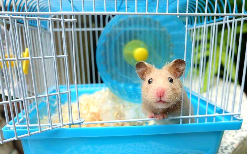 Nơi ở của hamster