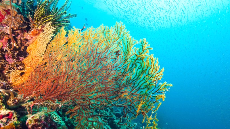 Rạn san hô Great Barrier