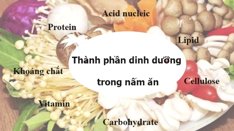 Thành phần dinh dưỡng nấm