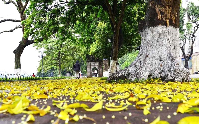 Thu về, lá vàng rơi 🍂