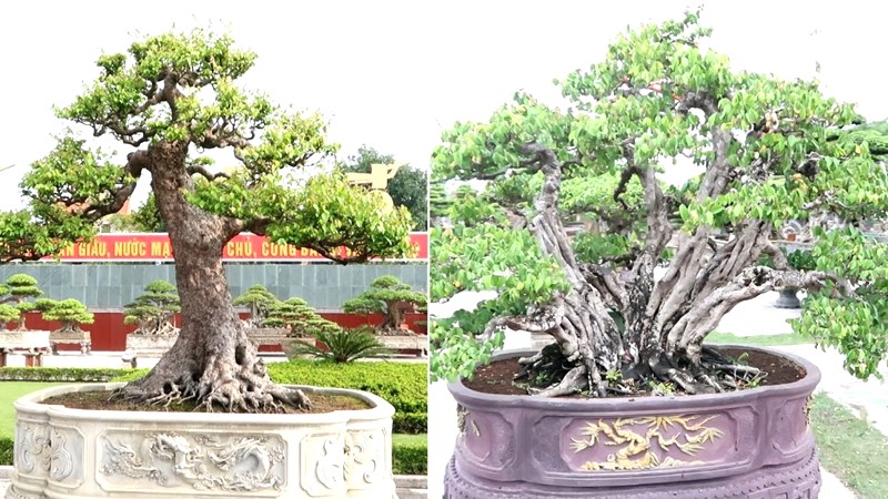 Khế bonsai điểm tô nhà.