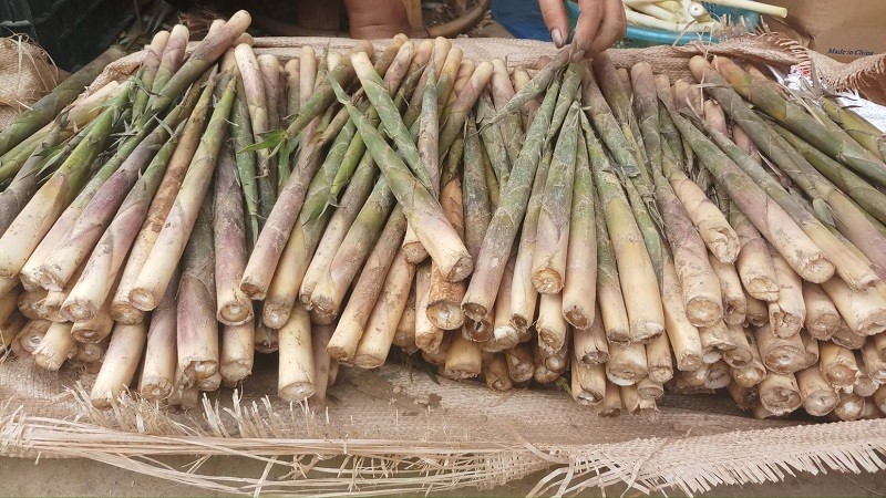 Măng sặt Mù Cang Chải - Yên Bái