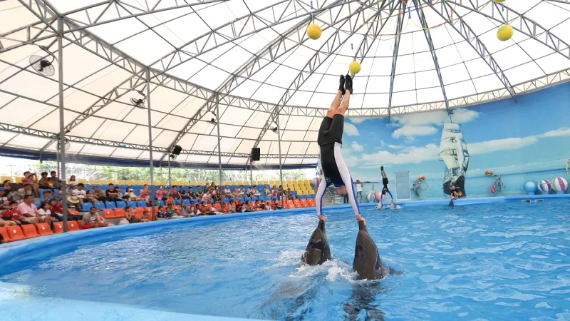 Dolphins Bay Show Phuket: Trẻ em mê mẩn!