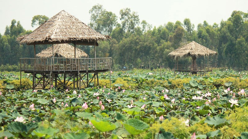 Đồng Sen Tháp Mười