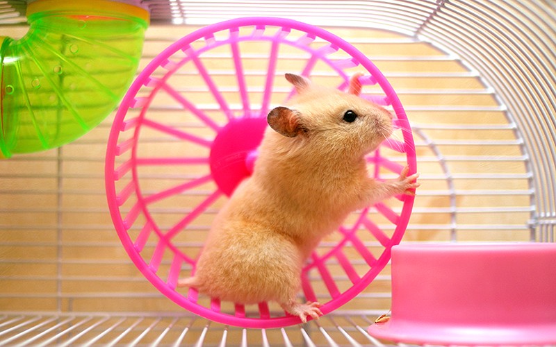 Nơi ở của hamster