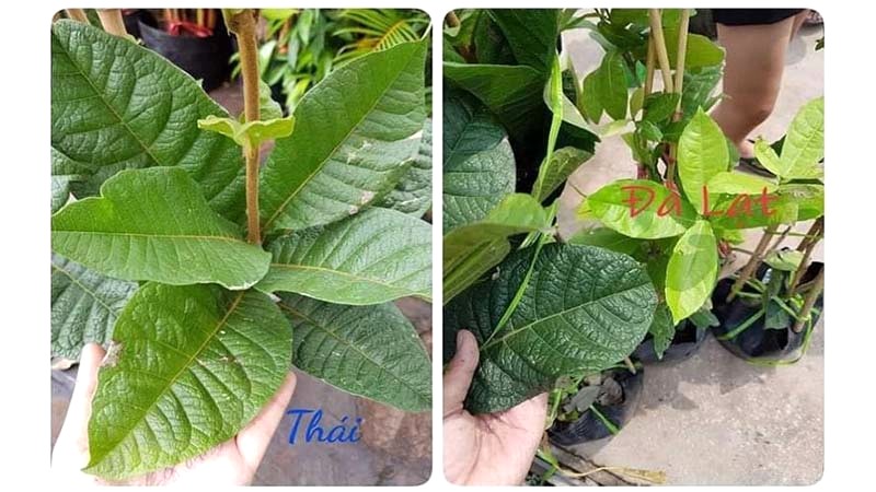 Các giống hoa mai xanh phổ biến