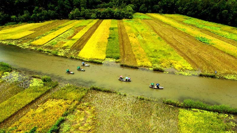 Đồng lúa vàng ươm tại Tràng An