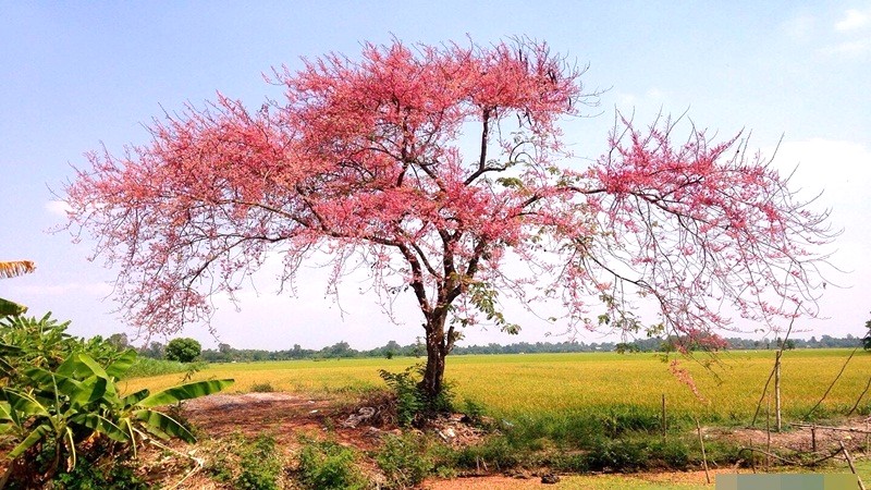 Lợi ích của hoa ô môi.