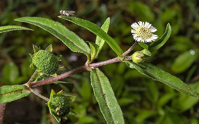 Chữa rong kinh bằng cây nhọ nồi