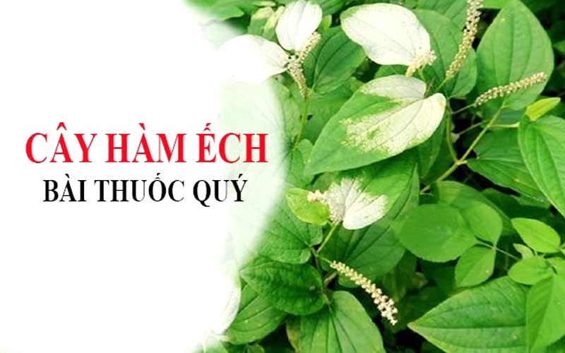 Bài thuốc trị bệnh từ cây hàm ếch