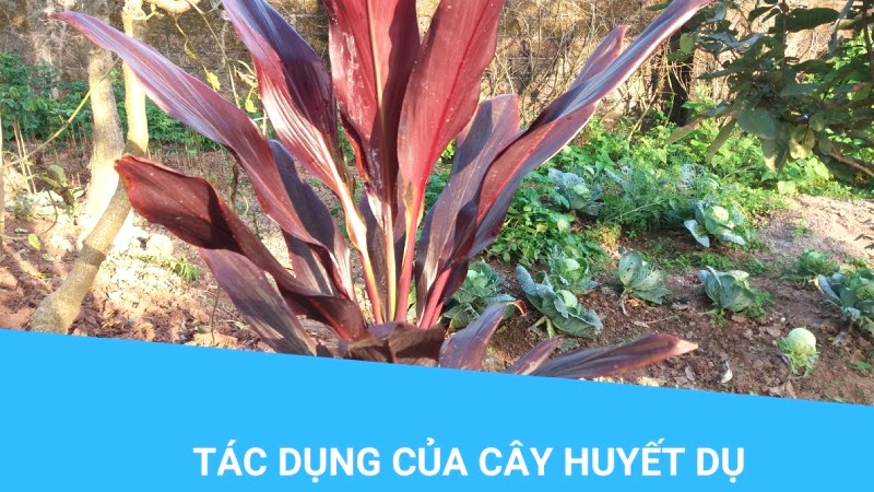 Huyết dụ được ứng dụng cả trong Đông y và Tây y.