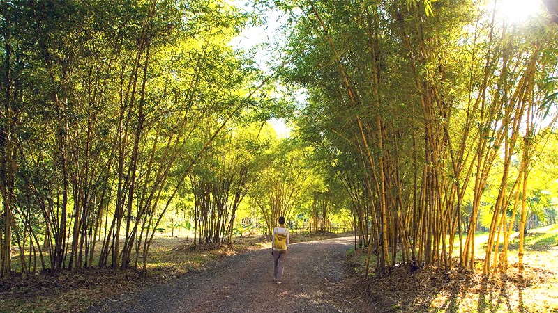 Luang Prabang thu về từ tháng 8 đến tháng 10.