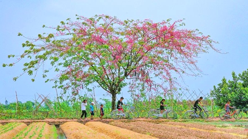 Hoa ô môi miền Tây: Nơi ngắm đẹp nhất