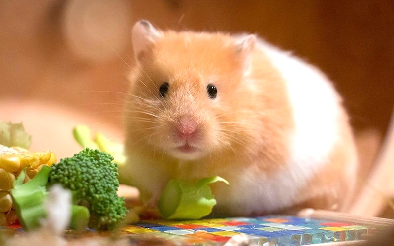 Chăm sóc sức khỏe hamster 🐹