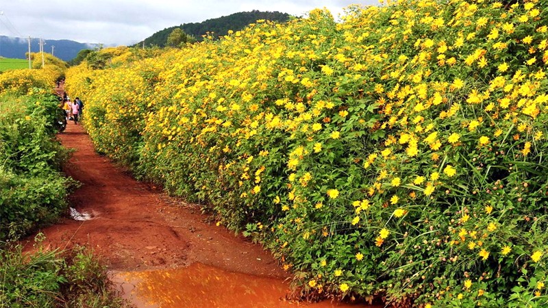 Cung đường ngắm hoa dã quỳ